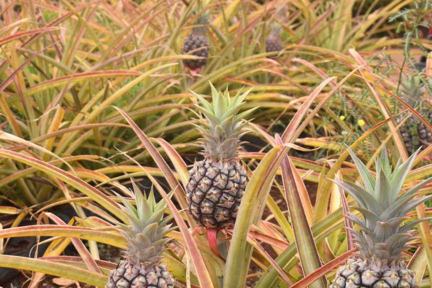 Ein Feld voller reifer und unreifer Ananas, umgeben von ihrem grünen Laub.