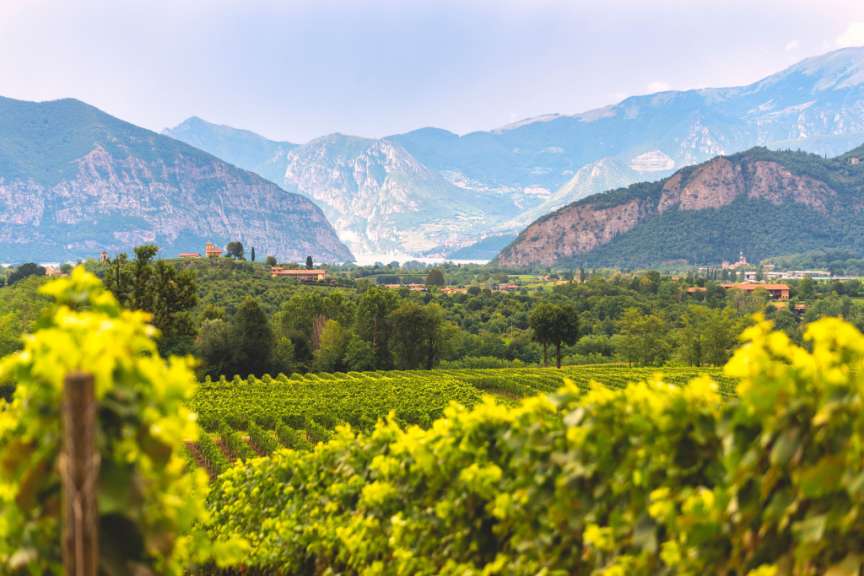 Weinbau in der Franciacorta
