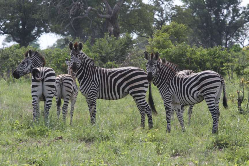 östlich des Kwando Rivers: Mudumu National Park