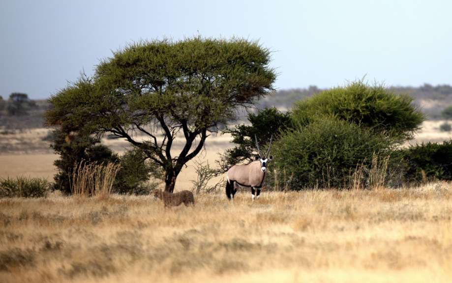 Einer der größten Natuschutzräume weltweit: Central Kalahari