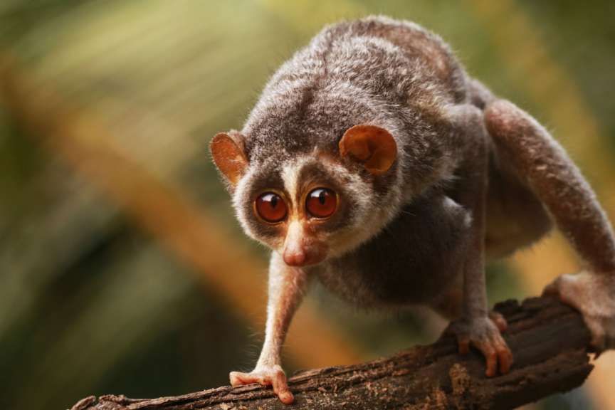 Schlankloris