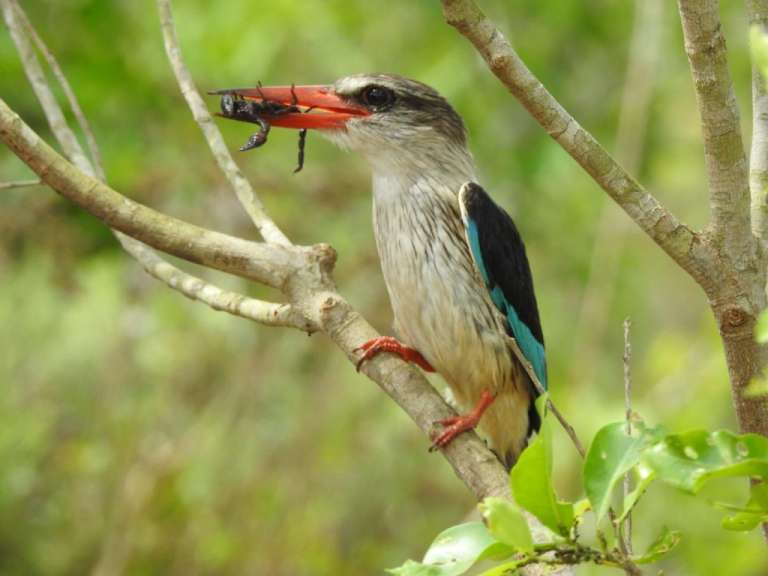 Reiche Vogelwelt