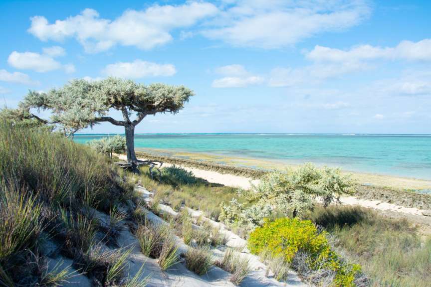 An einem sonnigen Tag erstreckt sich ein ruhiger türkisfarbener Ozean hinter sandigen Dünen, die mit trockenem Gras und einigen Büschen bewachsen sind, sowie einem einzelnen, knorrigen Baum.
