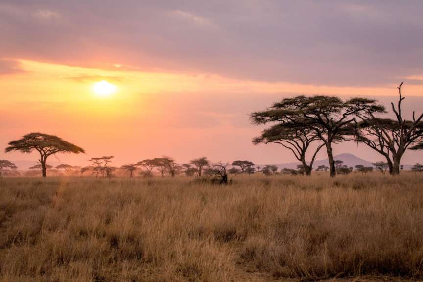 Ein afrikanisches Savannenlandschaft mit Akazienbäumen und trockenem Gras unter einem rosafarbenen Himmel bei Sonnenuntergang.