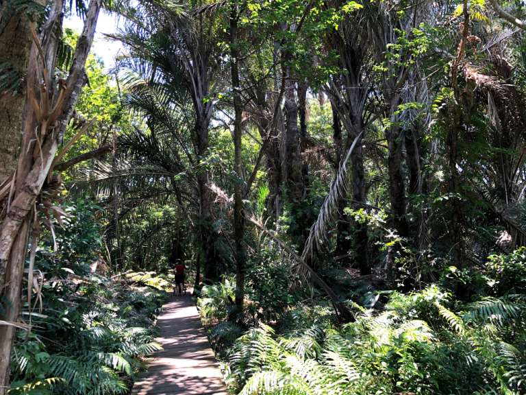 Palmenwald in Mtunzini