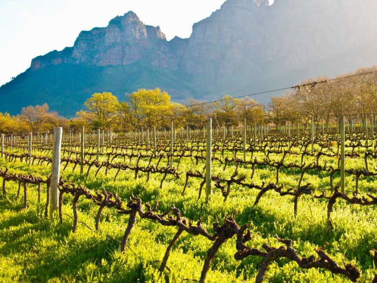 Eine Weinrebenplantage mit Bergen im Hintergrund.