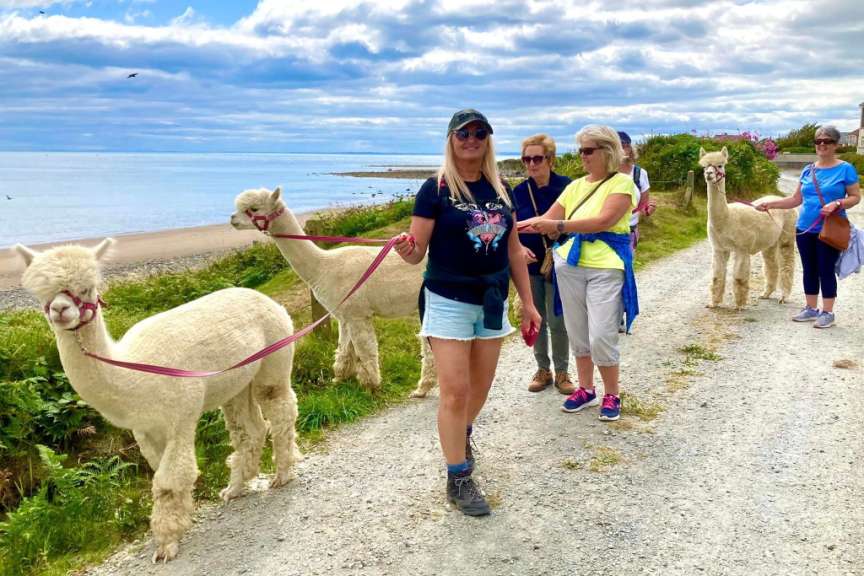 Mehrere Frauen führen Alpakas an Leinen am Strand entlang.