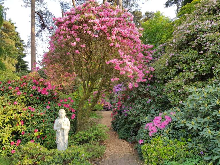 Ein Weg führt durch einen Garten voller blühender Rhododendronbüsche und Bäume, flankiert von einer Buddha-Statue.