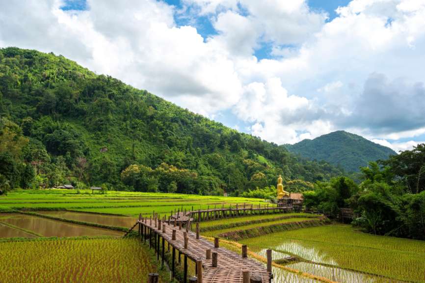 Ein hölzerner Steg führt durch grüne Reisfelder, die von einem bewaldeten Berg mit einer goldenen Buddha-Statue überragt werden.