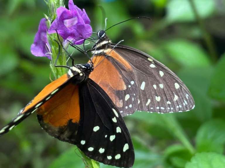 Zwei Schmetterlinge mit orangefarbenen und schwarzen Flügeln sitzen auf einer violetten Blume.