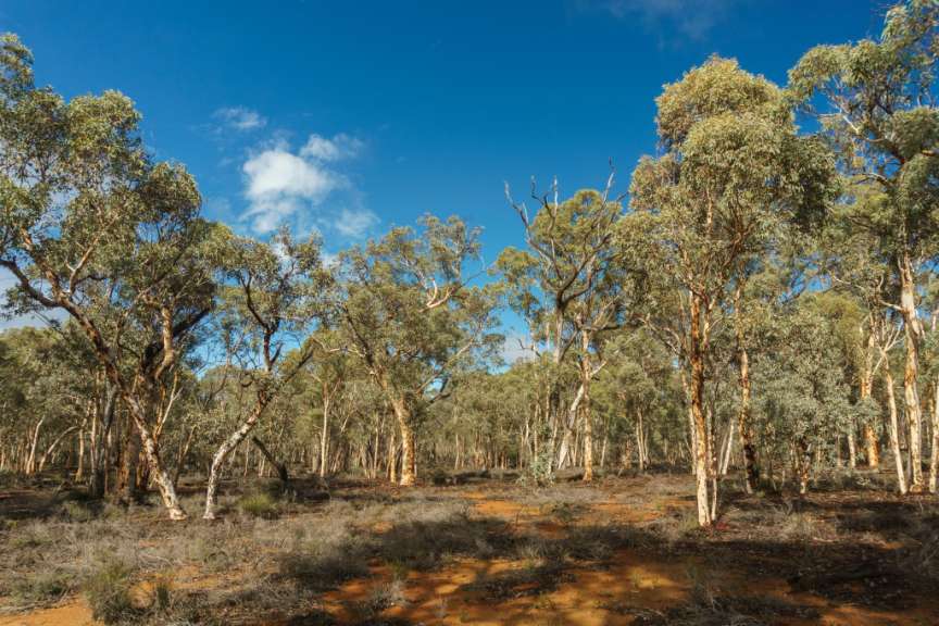 Powderbark Wald Dryandra Woodland