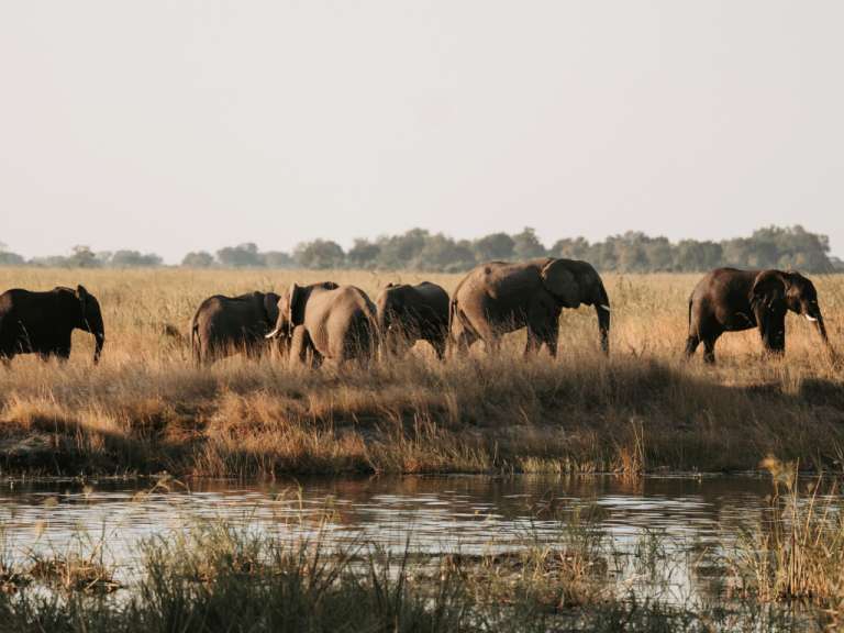 Elefanten im Caprivi