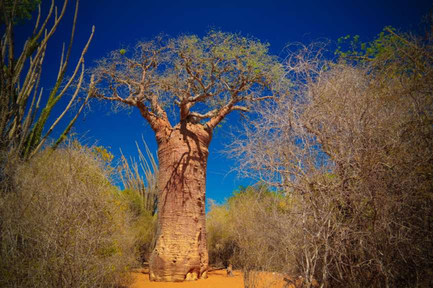 Weiten Ebenen mit vereinzelten Baobabs: Fahrt nach Toliara