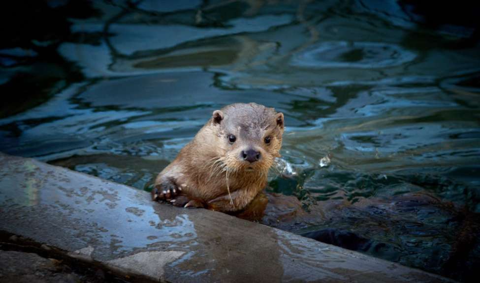 Ottertraining im Fjord&Bælt