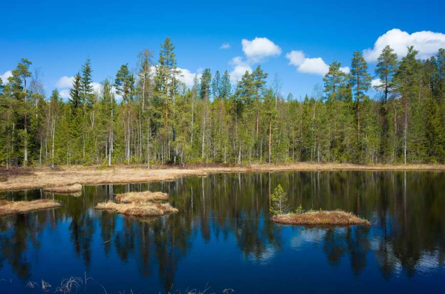 Lilla Hyttjarnen See im Malingsbo-Kloten Naturreservat