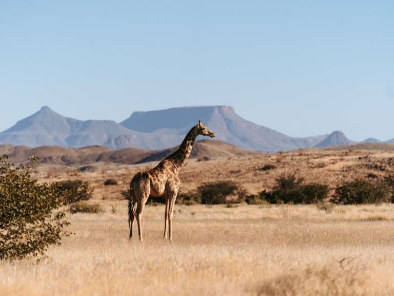 Giraffe im Erongo Gebirge