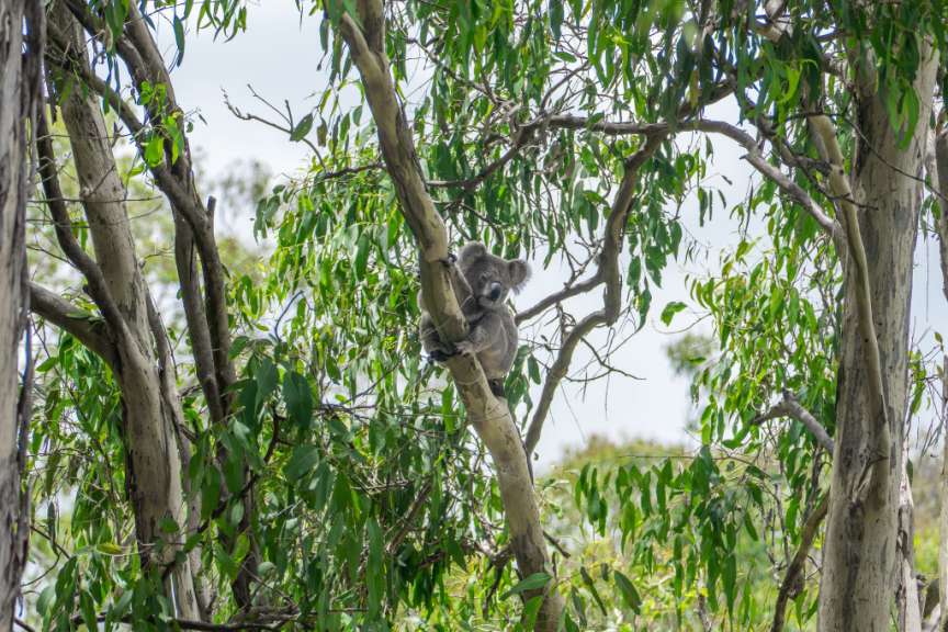 Koala im Hinterland von Byron Bay