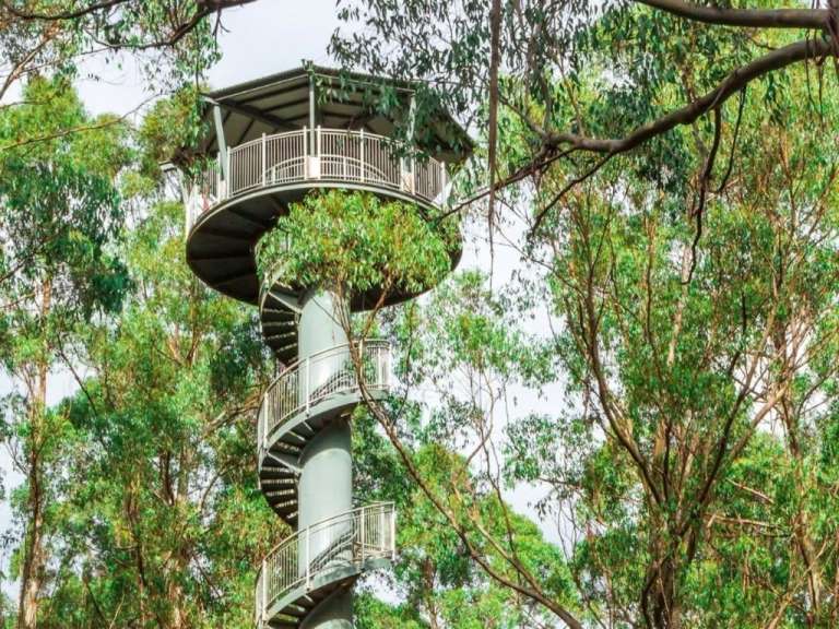 Otway Fly Treetop Adventures