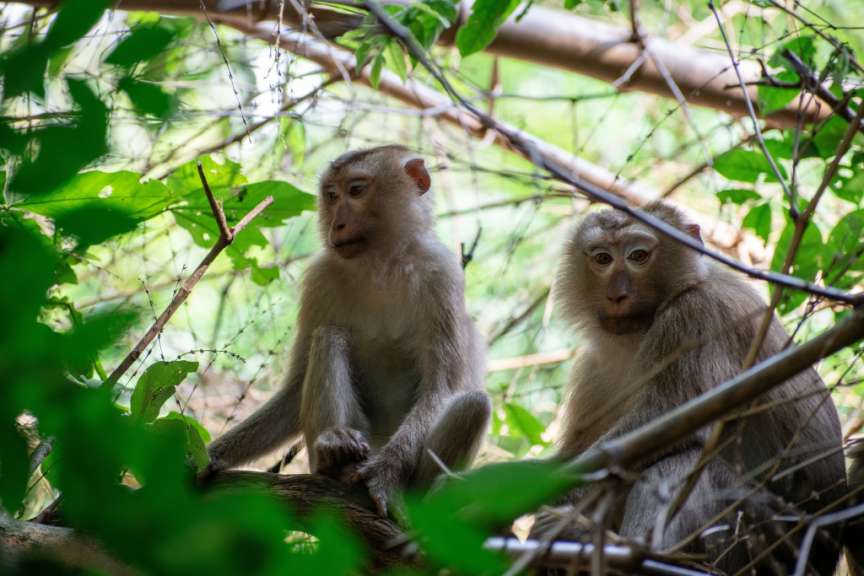 Khao-Yai-Nationalpark