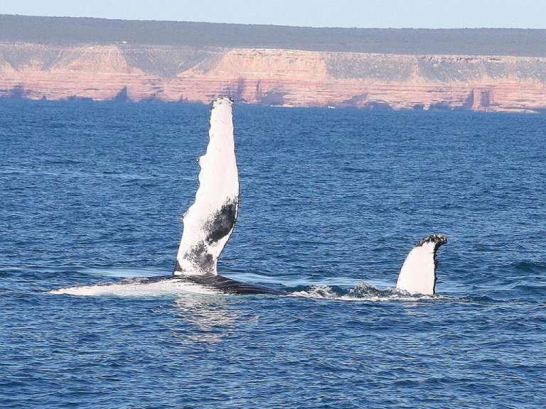 Whale Watching Tour