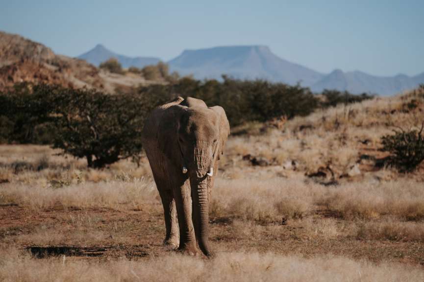 Wüstenadaptierter Elefant im Damaraland