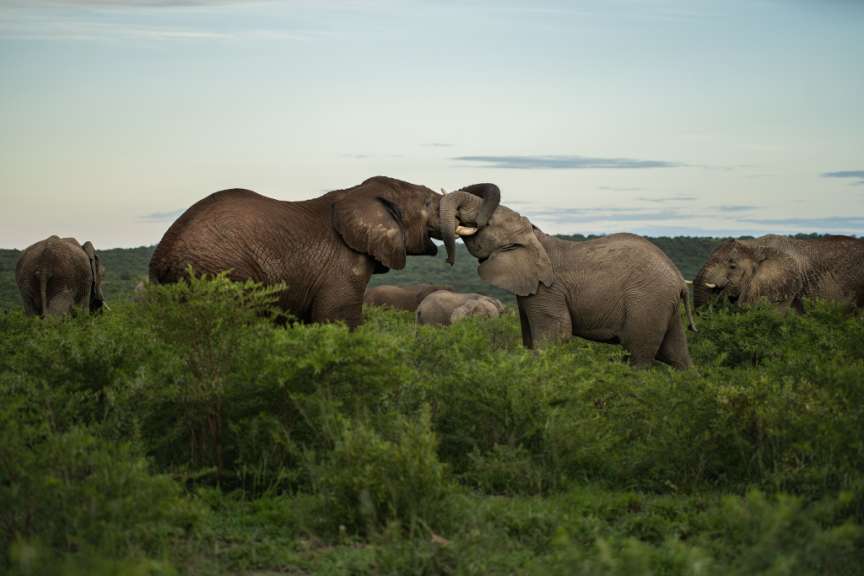 Nambiti Game Reserve