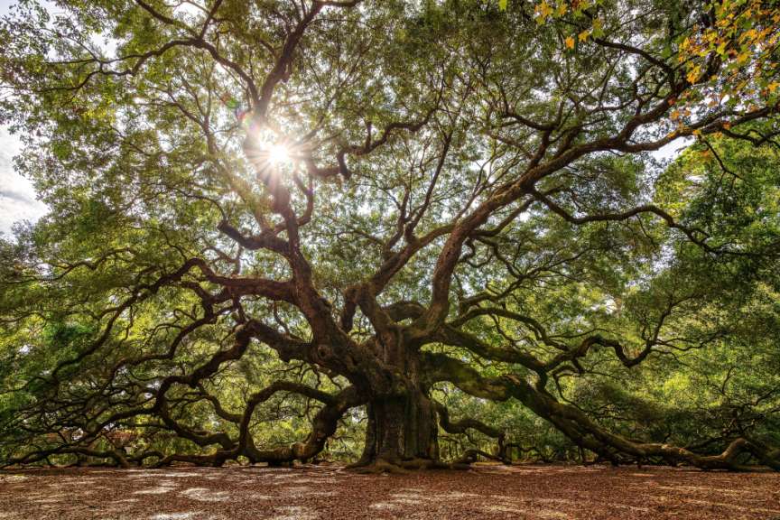 Angel Oak Tree