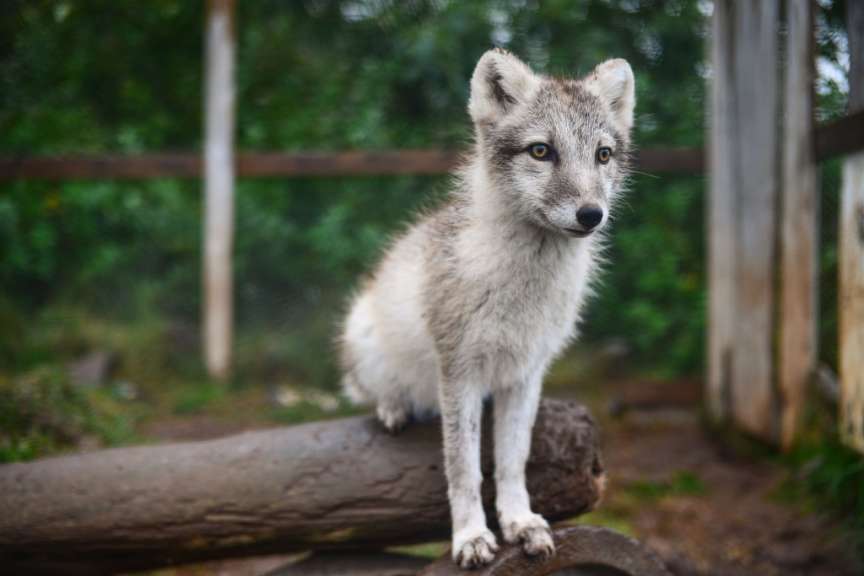 Arctic Fox Centre