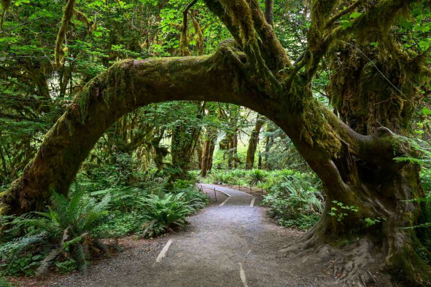Ein von Moos bewachsener Baum bildet einen natürlichen Bogen über einem Wanderweg im Hoh Rainforest in den USA.