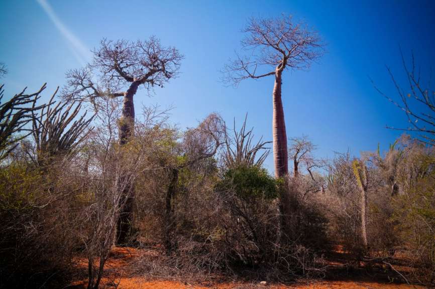 Reniala Reserve