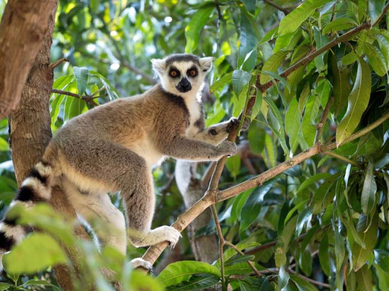 Einzigartige Tierwelt: Lemur im Ranomafana Nationalpark