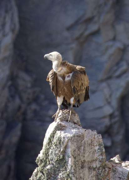 Birgit