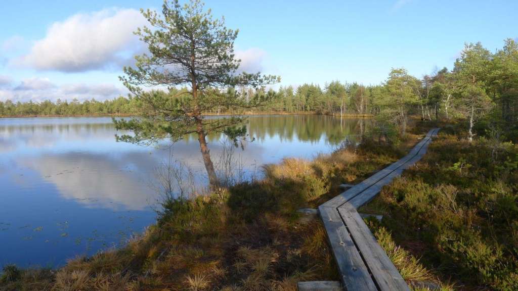 Ein Holzbohlenpfad schlängelt sich durch die estnische Moorlandschaft an einem ruhigen See im Naturlehrpfad Jalase vorbei.