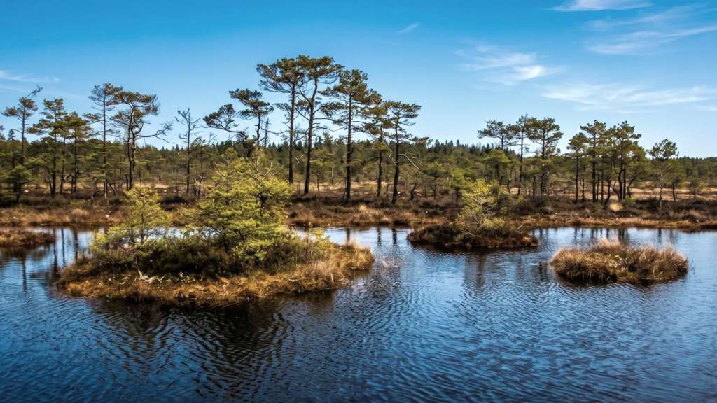 Moorlandschaft mit kleinen Inseln und spärlichem Baumbestand in Estland bei Varbola unter blauem Himmel.
