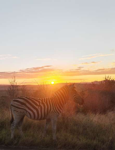 Nele
