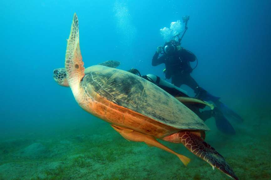 Eine Schildkröte schwimmt neben einem Taucher im Ozean