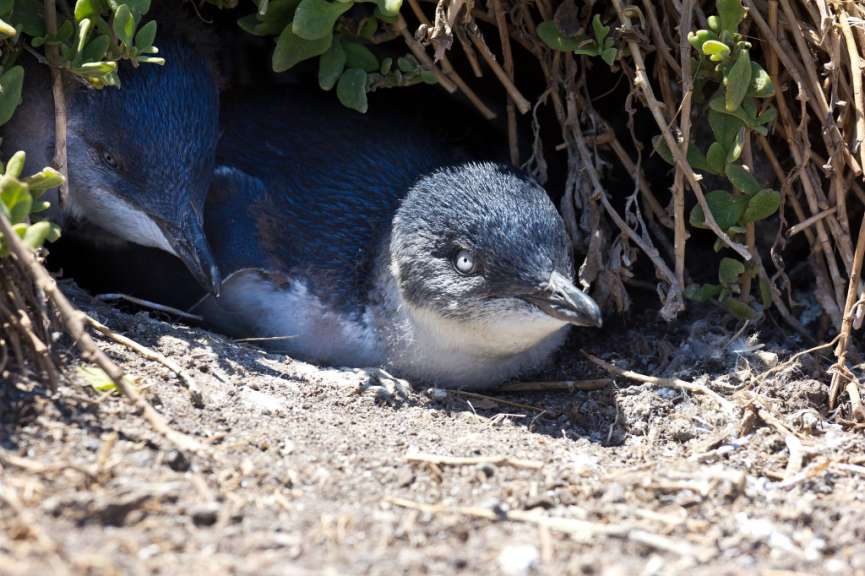 Ein blau-weißer Vogel sitzt im Boden neben einem anderen Vogel