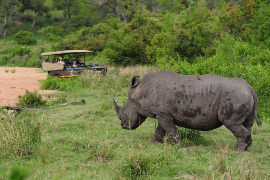 Ein Nashorn steht auf einer Wiese mit einem Jeep im Hintergrund