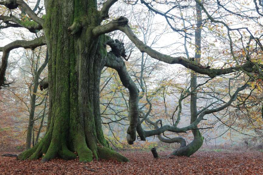 Ein Baumstamm mit grünem Moos und verdrehten Zweigen im Wald