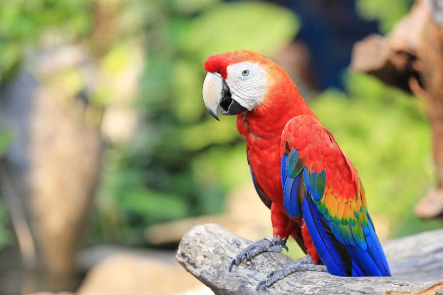 Ein roter und blauer Papagei sitzt auf einem Ast