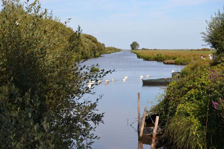Eine Gruppe von Enten schwimmt in einem Fluss