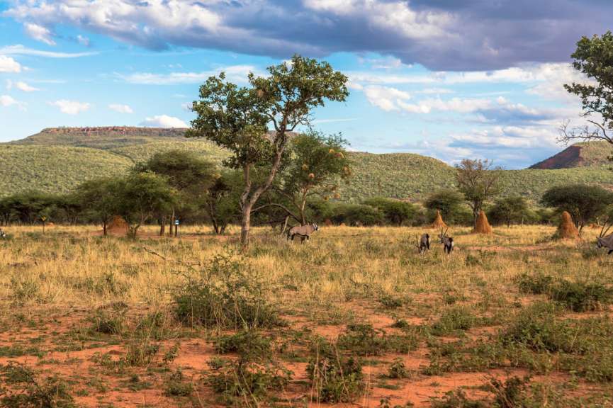 Okonjima Game Reserve