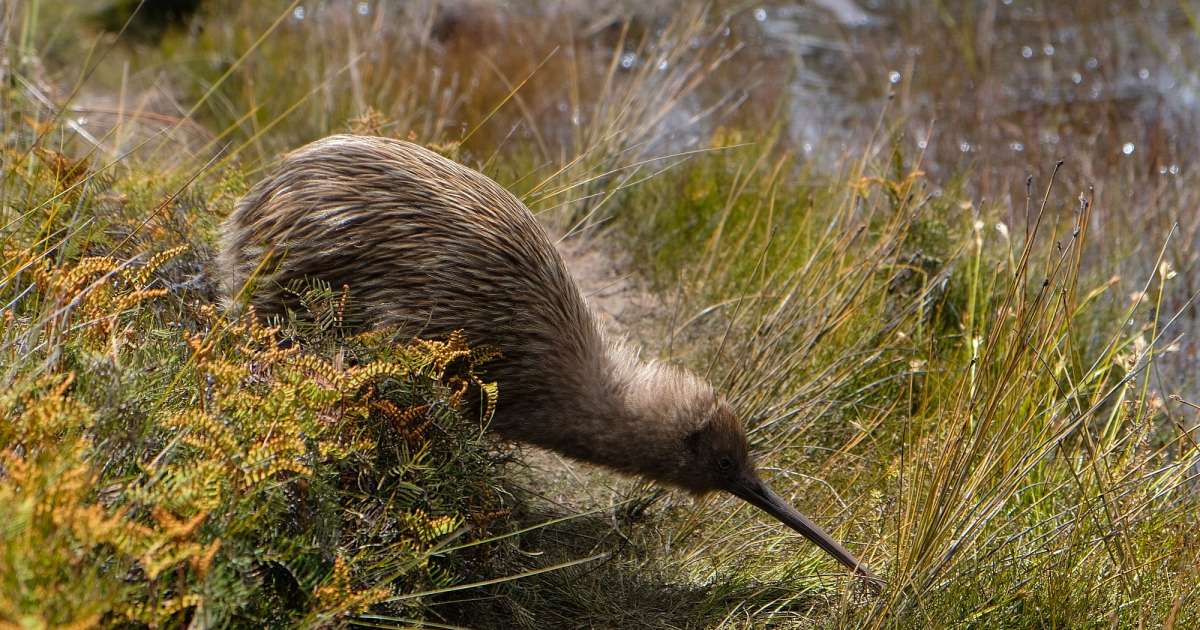 Neuseelands Nationaltier