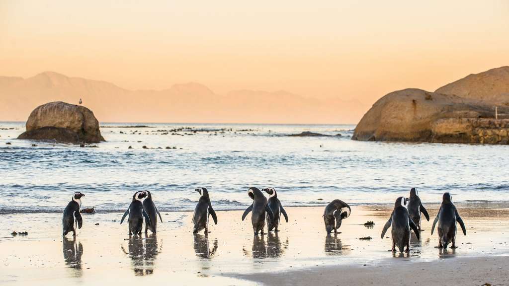 Eine Gruppe von Pinguinen, die am Strand spazieren gehen