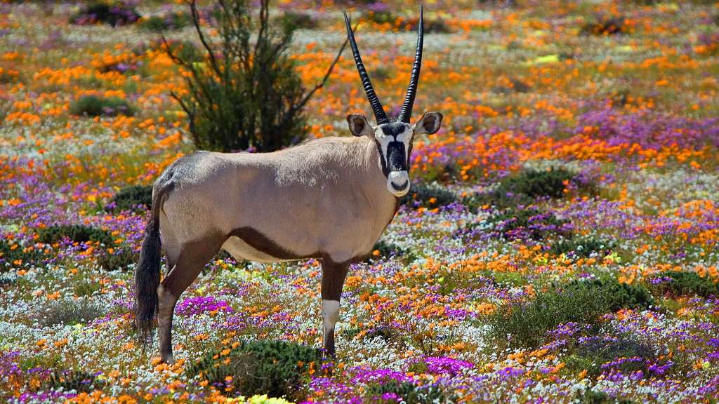 Eine Antilope steht in einem Feld mit bunten Blumen