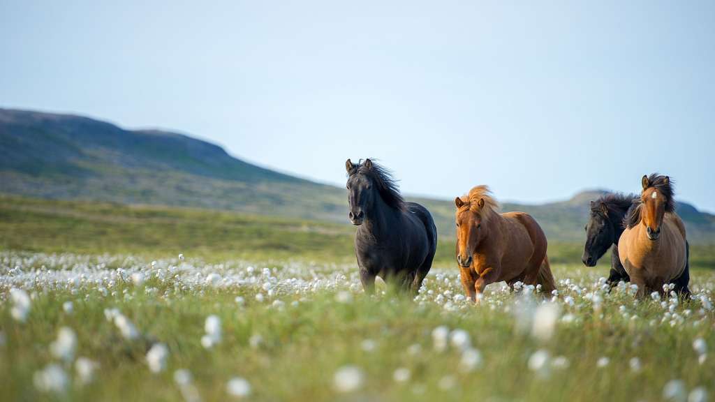 Eine Gruppe von Pferden läuft durch ein Feld mit Blumen