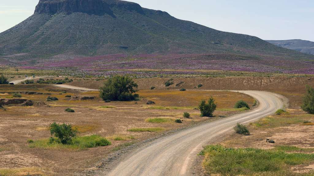 Eine Schotterstraße schlängelt sich durch eine trockene Landschaft mit spärlicher Vegetation und einem blühenden Hügel im Hintergrund unter einem klaren Himmel.