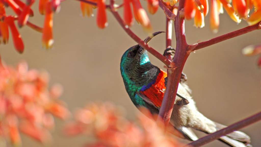Ein Vogel sitzt auf einem Zweig einer Pflanze