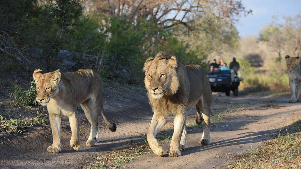 Eine Gruppe von Löwen, die auf einem Feldweg spazieren gehen /media/cache/w1024-h576-c1024x576/11094645.jpg.webp