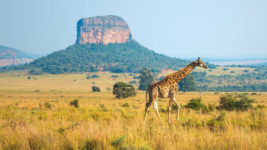 Eine giraffe steht in einem grasbewachsenen feld mit einem berg im hintergrund
